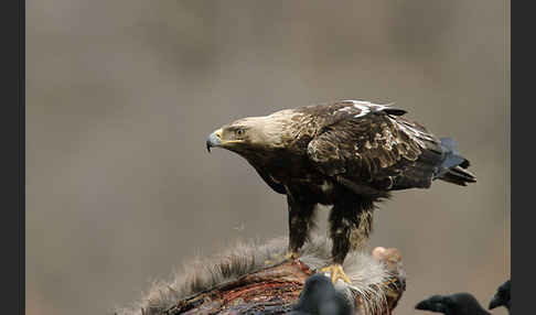 Kaiseradler (Aquila heliaca)