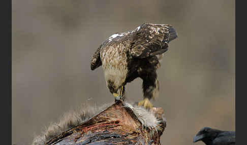 Kaiseradler (Aquila heliaca)