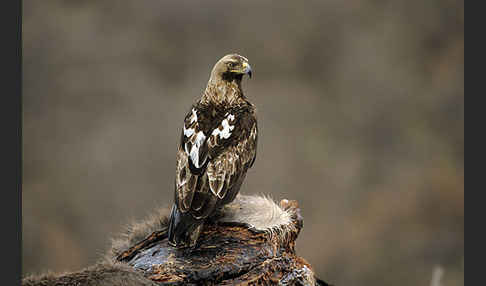 Kaiseradler (Aquila heliaca)