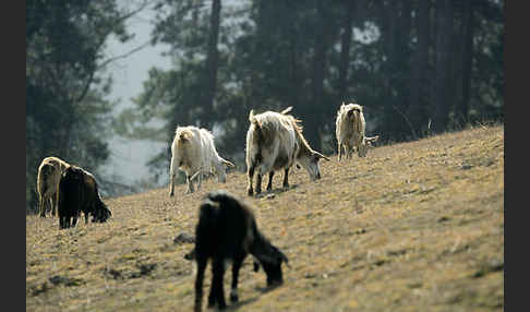 Hausziege (Capra aegagrus hircus)