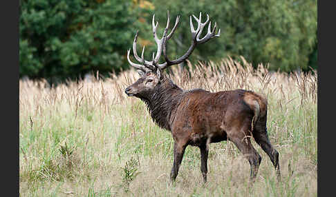 Rotwild (Cervus elaphus)