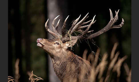 Rotwild (Cervus elaphus)