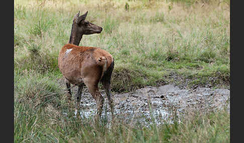 Rotwild (Cervus elaphus)