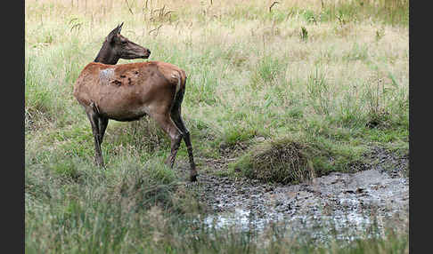 Rotwild (Cervus elaphus)