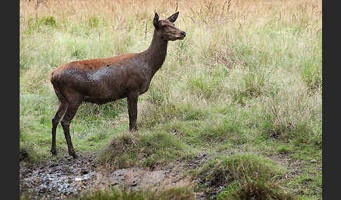 Rotwild (Cervus elaphus)