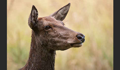 Rotwild (Cervus elaphus)