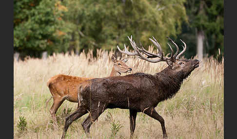 Rotwild (Cervus elaphus)