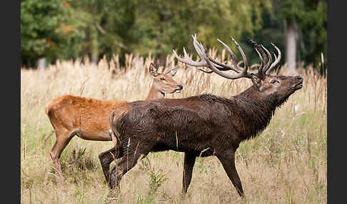 Rotwild (Cervus elaphus)