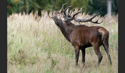 Rotwild (Cervus elaphus)