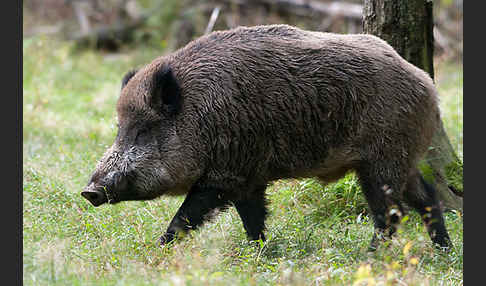 Schwarzwild (Sus scrofa)