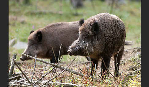 Schwarzwild (Sus scrofa)