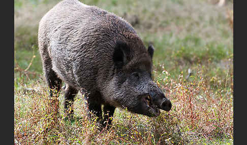 Schwarzwild (Sus scrofa)