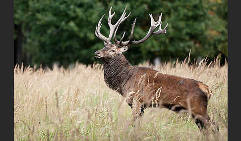 Rotwild (Cervus elaphus)