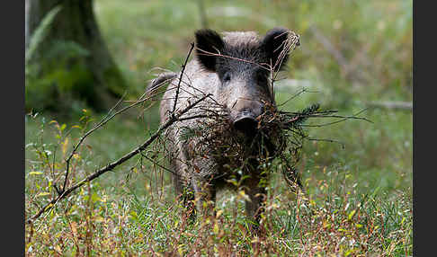 Schwarzwild (Sus scrofa)