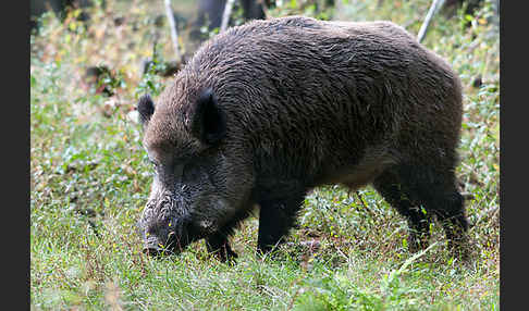 Schwarzwild (Sus scrofa)