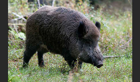 Schwarzwild (Sus scrofa)