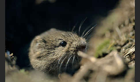 Feldmaus (Microtus arvalis)