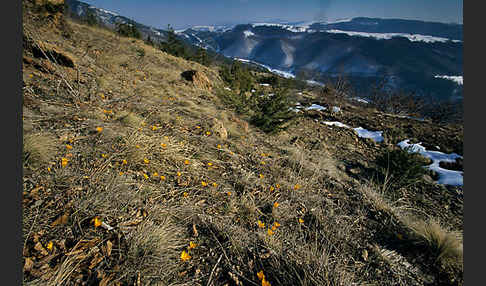 Gold-Krokus (Crocus flavus)