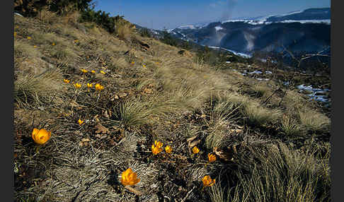 Gold-Krokus (Crocus flavus)