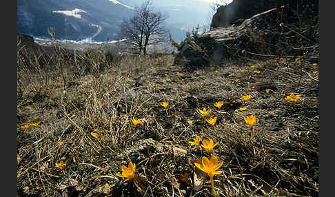 Gold-Krokus (Crocus flavus)