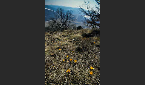 Gold-Krokus (Crocus flavus)