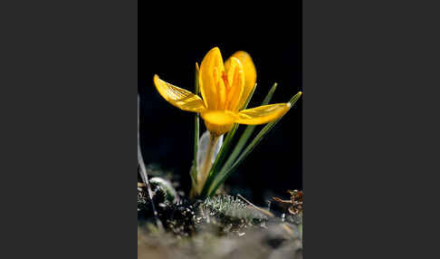 Gold-Krokus (Crocus flavus)