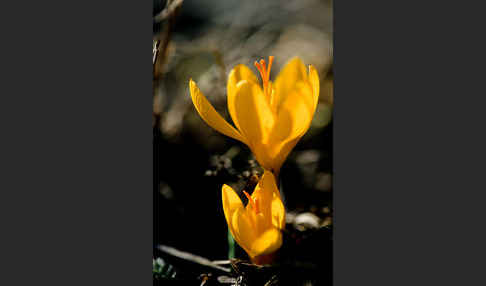 Gold-Krokus (Crocus flavus)