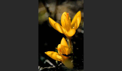 Gold-Krokus (Crocus flavus)