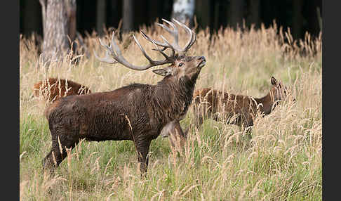 Rotwild (Cervus elaphus)