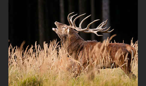 Rotwild (Cervus elaphus)