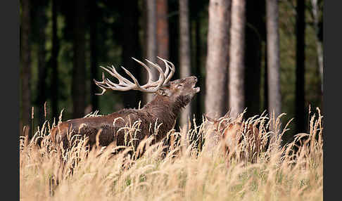 Rotwild (Cervus elaphus)