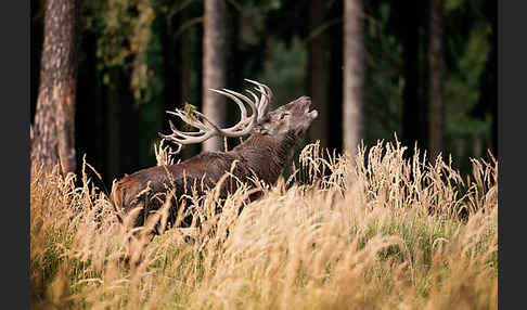 Rotwild (Cervus elaphus)