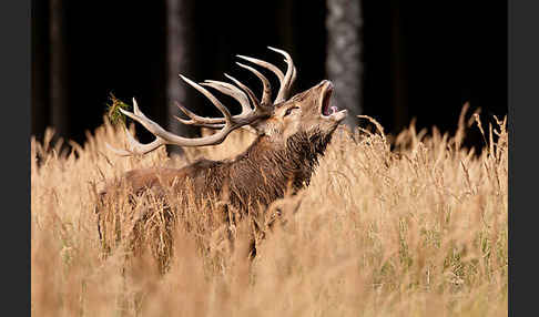 Rotwild (Cervus elaphus)