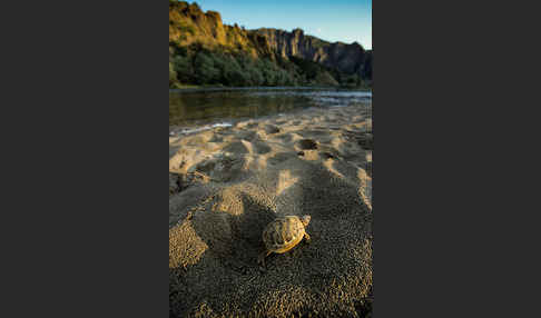 Griechische Landschildkröte (Testudo hermanni)