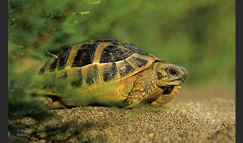 Griechische Landschildkröte (Testudo hermanni)