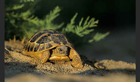 Griechische Landschildkröte (Testudo hermanni)