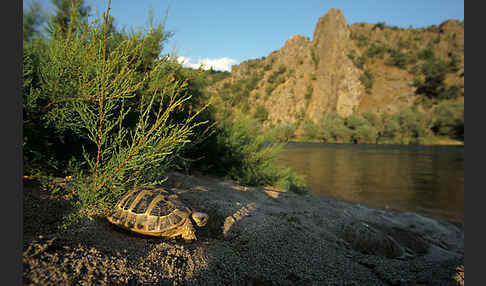 Griechische Landschildkröte (Testudo hermanni)