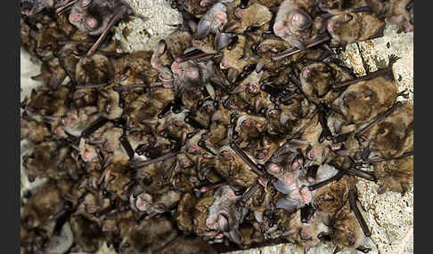 Wimperfledermaus (Myotis emarginatus)