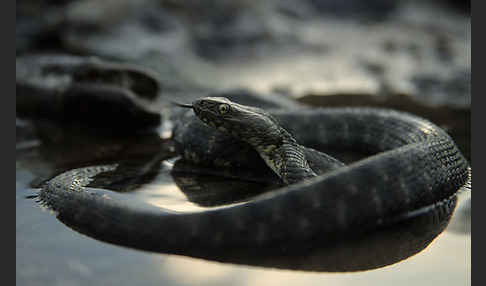 Würfelnatter (Natrix tesselata)