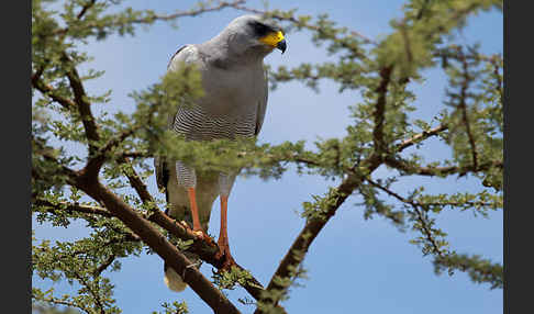 Weißbürzel-Singhabicht (Melierax poliopterus)