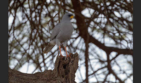 Weißbürzel-Singhabicht (Melierax poliopterus)