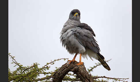 Weißbürzel-Singhabicht (Melierax poliopterus)