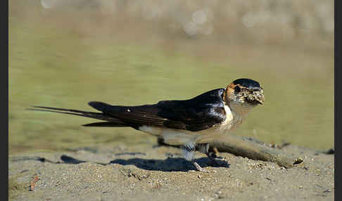 Rötelschwalbe (Hirrundo daurica)