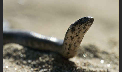 Westliche Sandboa (Eryx jaculus)