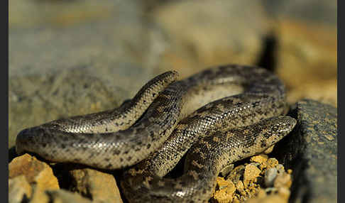 Westliche Sandboa (Eryx jaculus)