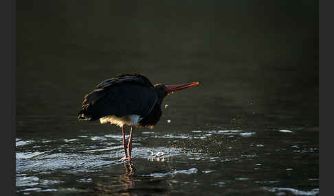 Schwarzstorch (Ciconia nigra)