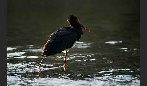 Schwarzstorch (Ciconia nigra)