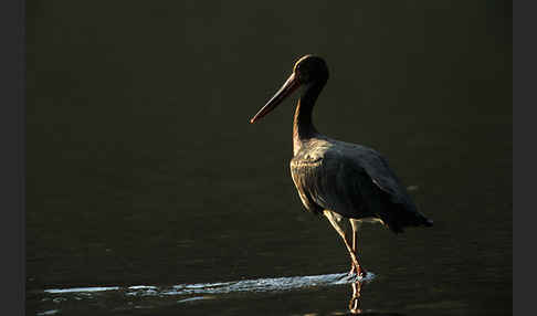 Schwarzstorch (Ciconia nigra)