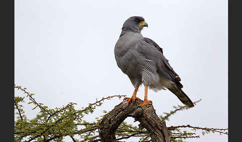 Weißbürzel-Singhabicht (Melierax poliopterus)