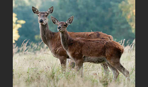 Rotwild (Cervus elaphus)